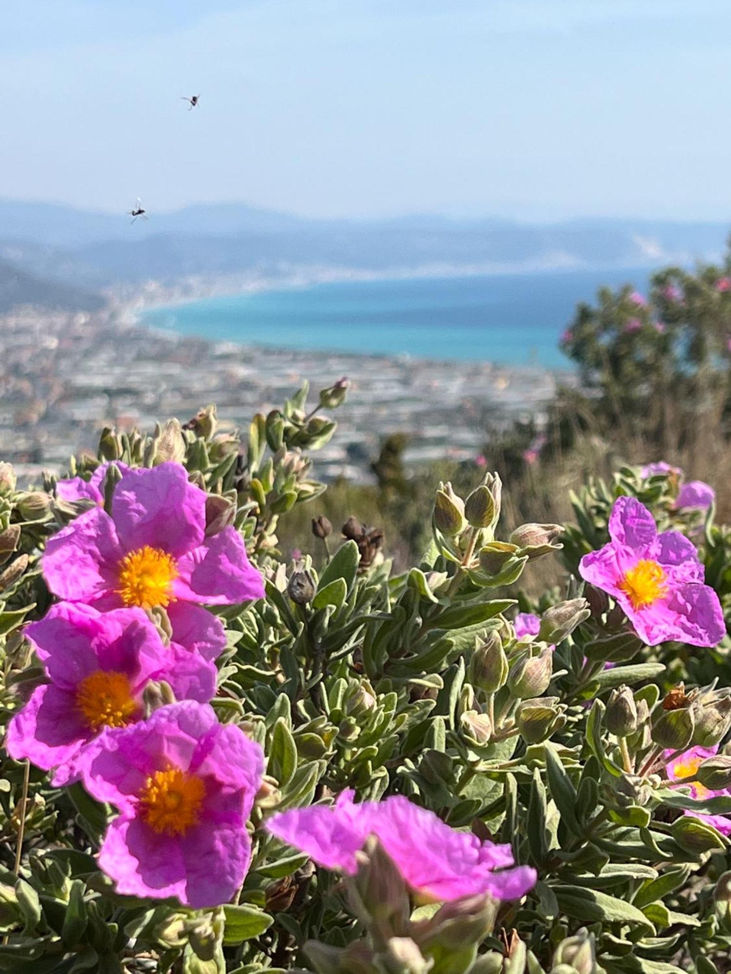 Le Torri Riviera Holiday Albenga Kültér fotó